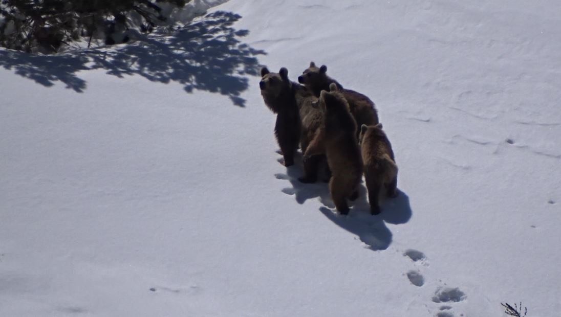 Anne ayı ve üç yavrusu yaylada görüntülendi