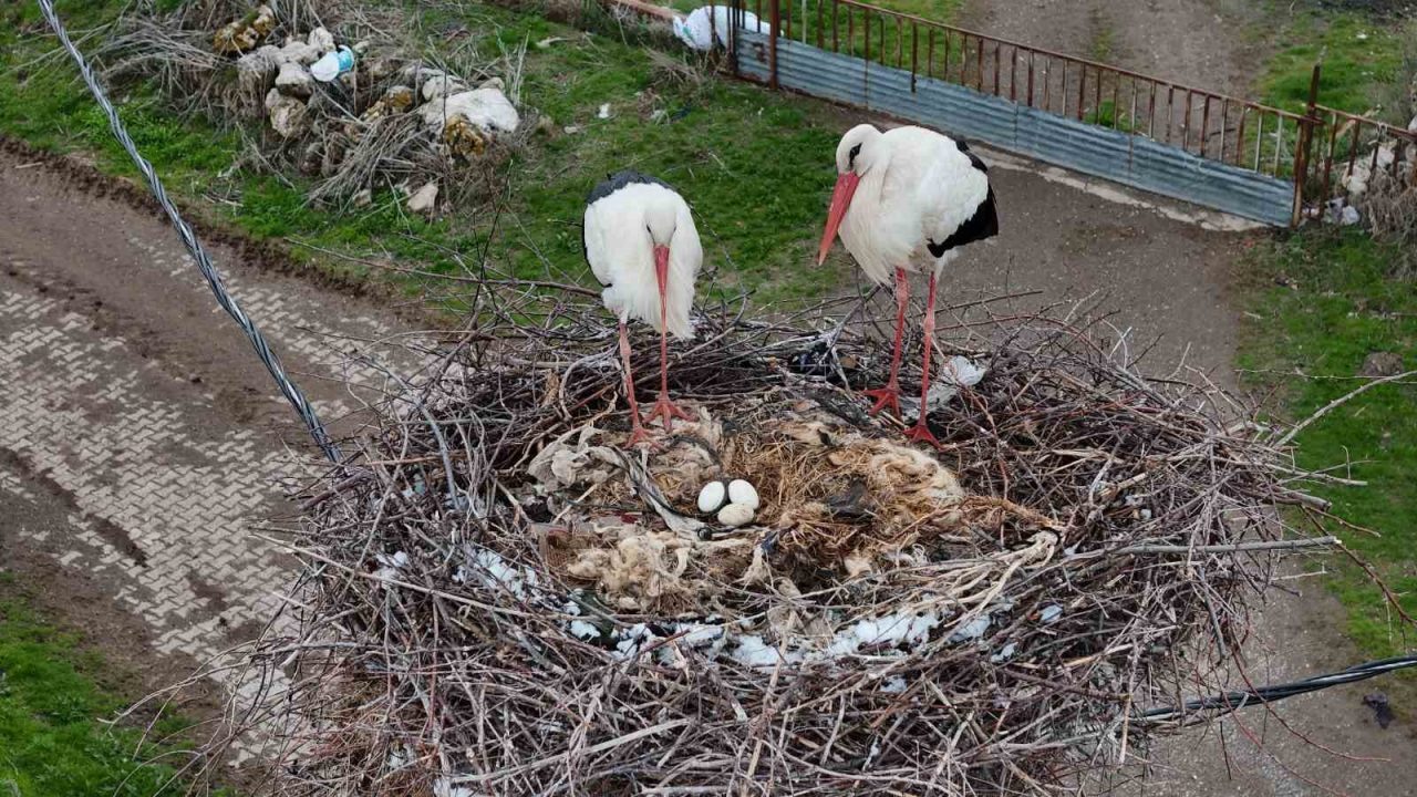 Leylekler bu sefer baharı değil kışı getirdi