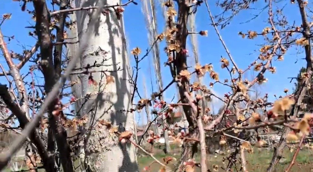 Nisan ayazı kayısıyı etkiledi