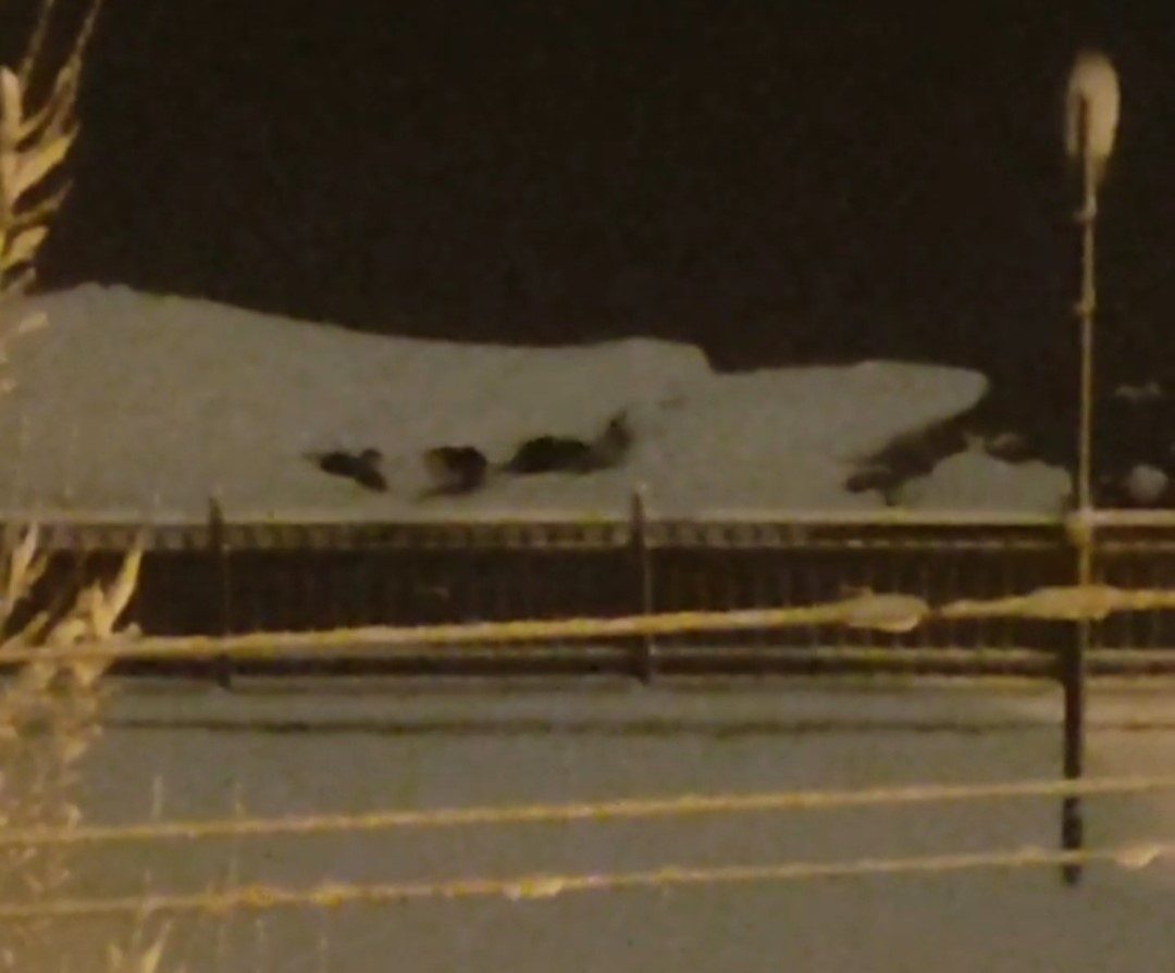 Sivas’ta nisanda kar yağdı, su samurları keyfini çıkardı