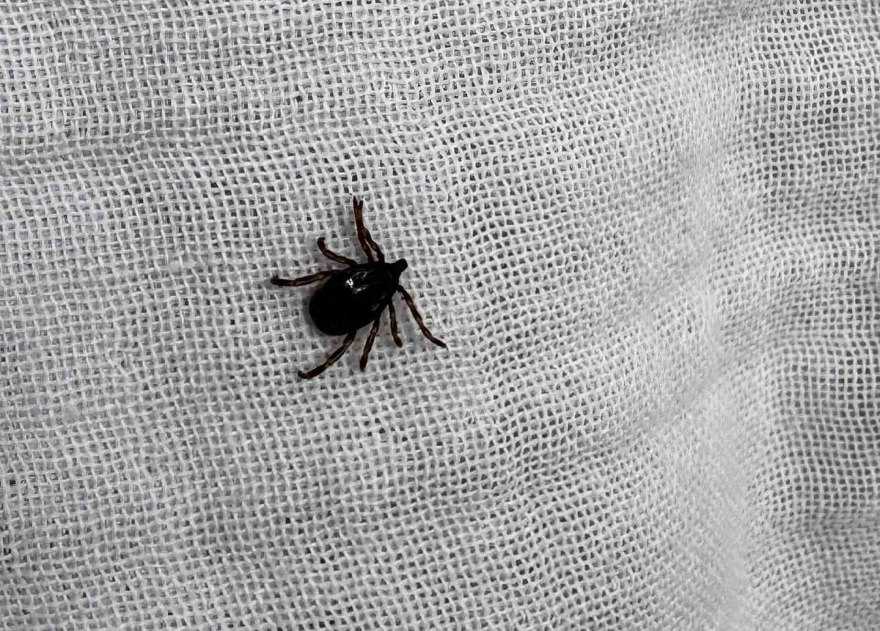 Bu belirtileri taşıyanlarda KKKA virüsü görülebilir