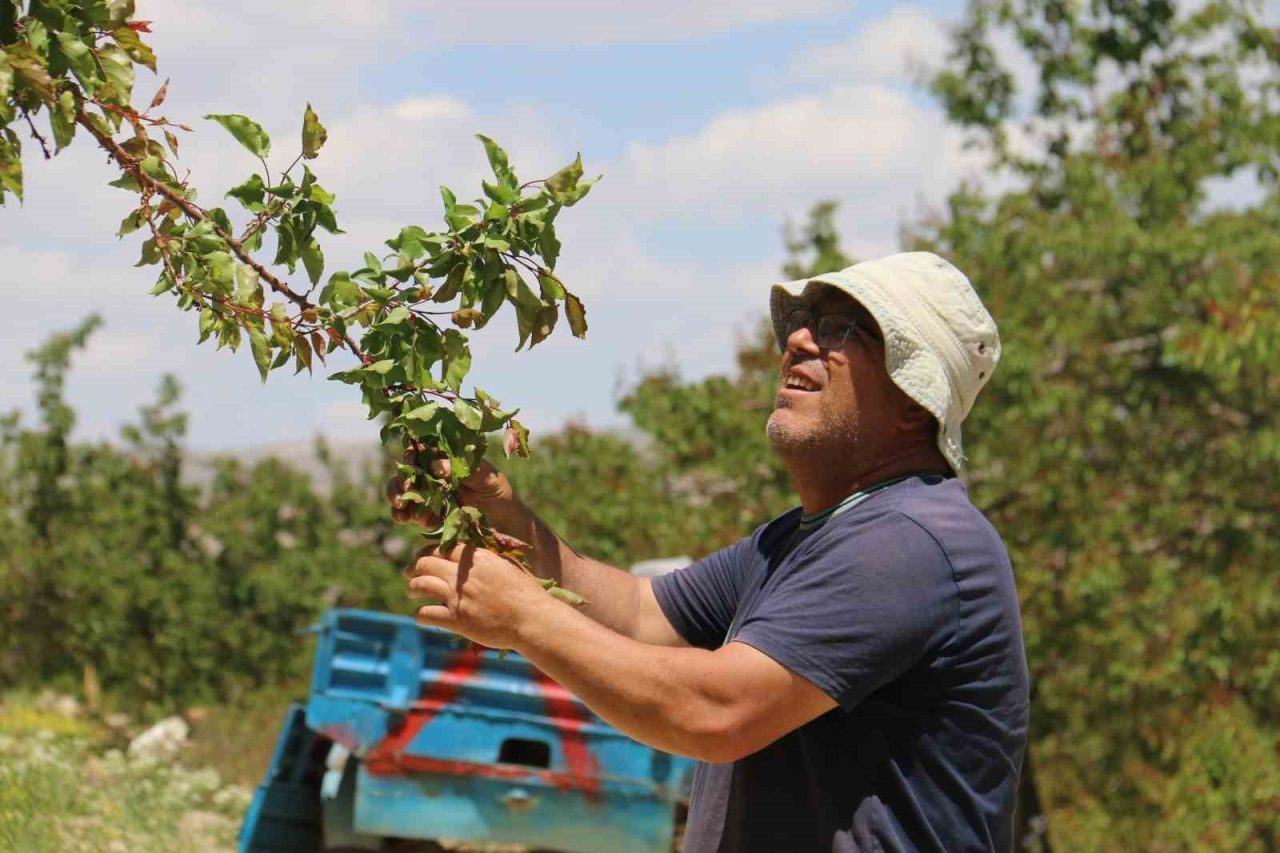 Don sonrası 15 bin ağaç tek bir kayısı vermedi
