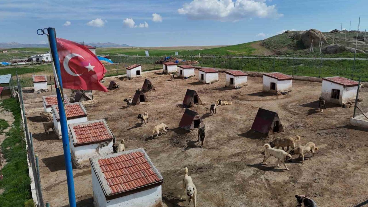 Dünyada eşi benzeri bulunmayan Kangallara Ortadoğu ülkeleri talip oldu