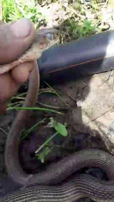 Eliyle tuttuğu yılanla sohbet etti, su içirdi