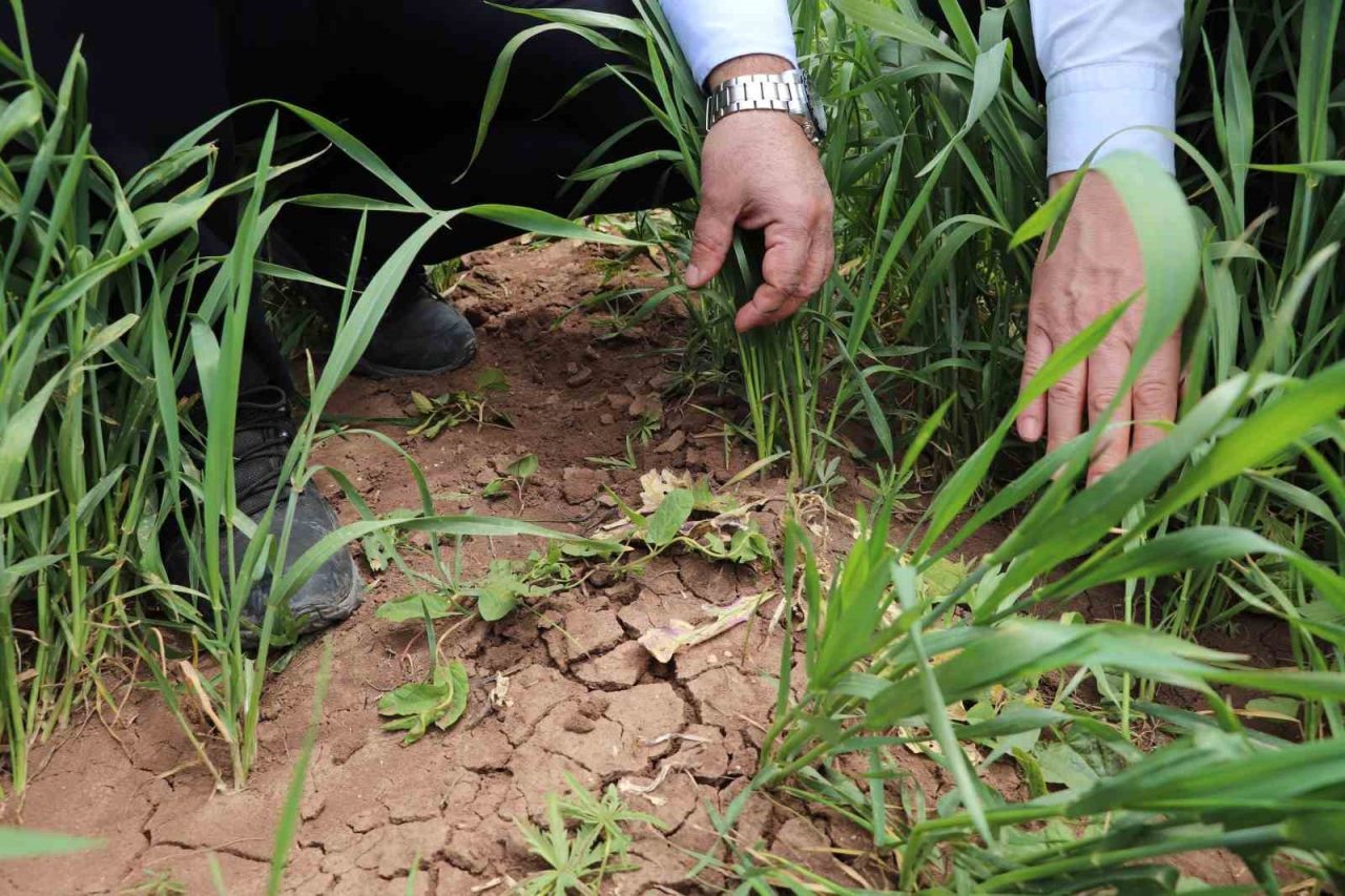 İl Müdürü çiftçileri uyardı: “Hastalıklar verim ve kaliteyi düşürür”