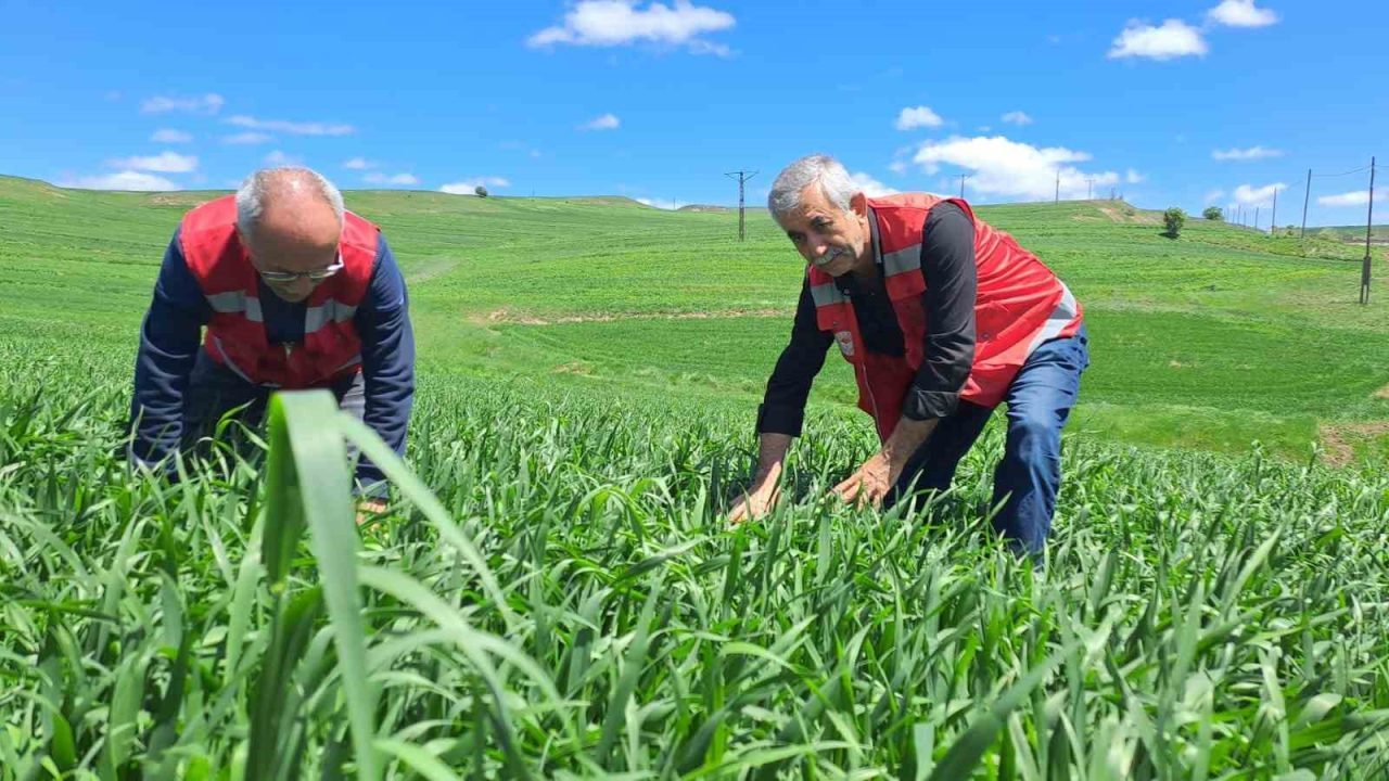 İl Tarım ve Orman Müdürlüğü uyardı: ‘Hububatta pas hastalığına dikkat’