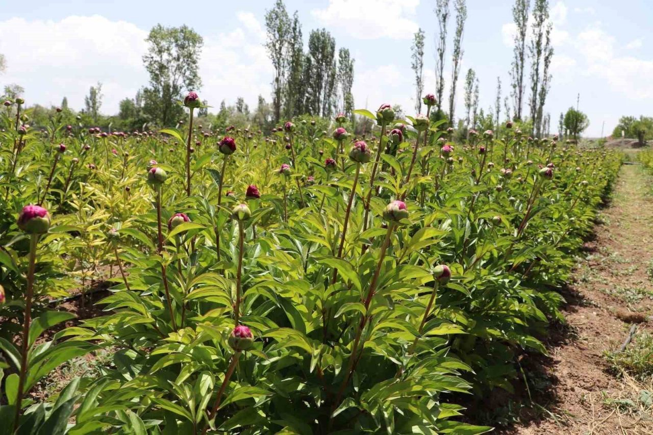 Kuraklığa direnen güzelliğin ilk hasadına başlandı