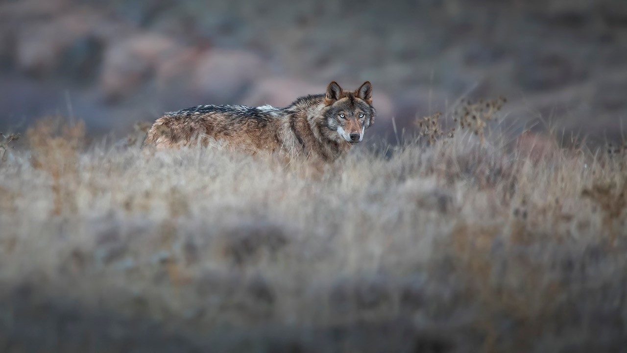 Kurt popülasyonundaki artış Kangal köpeğine talebi arttırdı