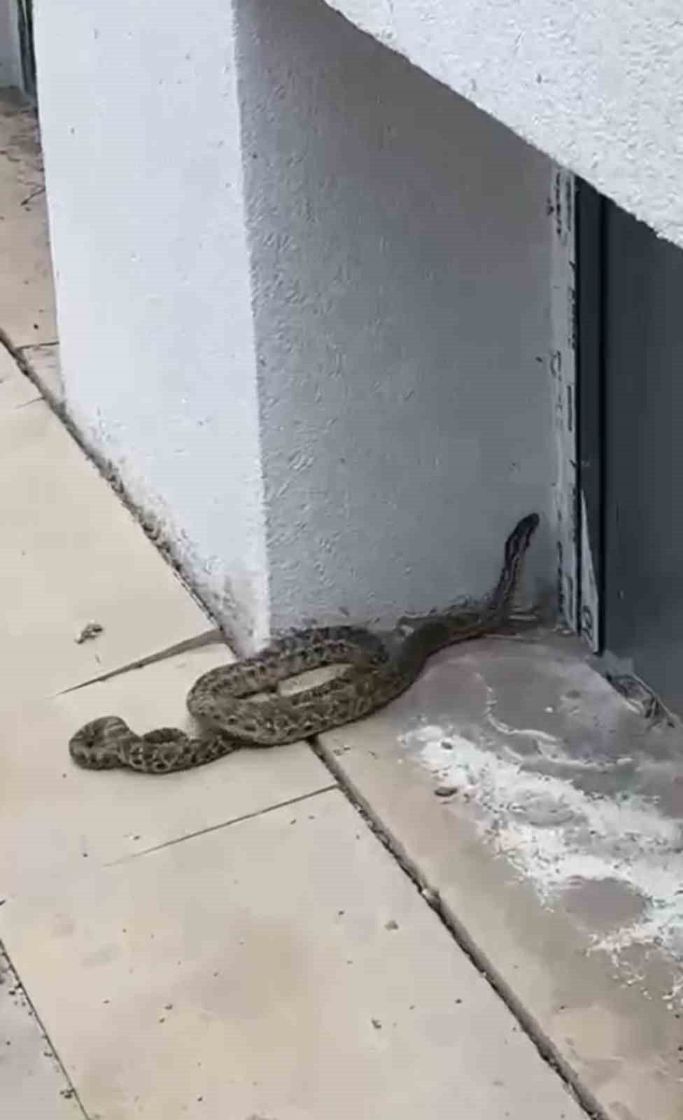 Okulda paniğe neden olan yılan, öğretmen tarafından yakalandı