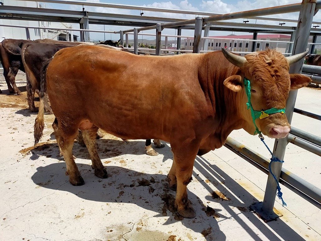 Sivas’da kurban pazarı bu yıl Kovalı Mevkii’nde kurulacak
