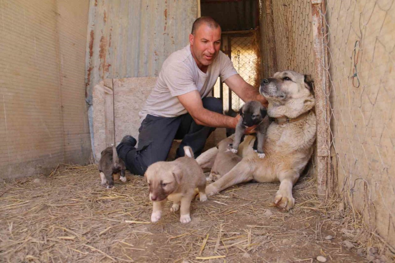 Uzmanı açıkladı: “Kangallar, düşmanı olan kurtların yavrusuna bile sahip çıkar”