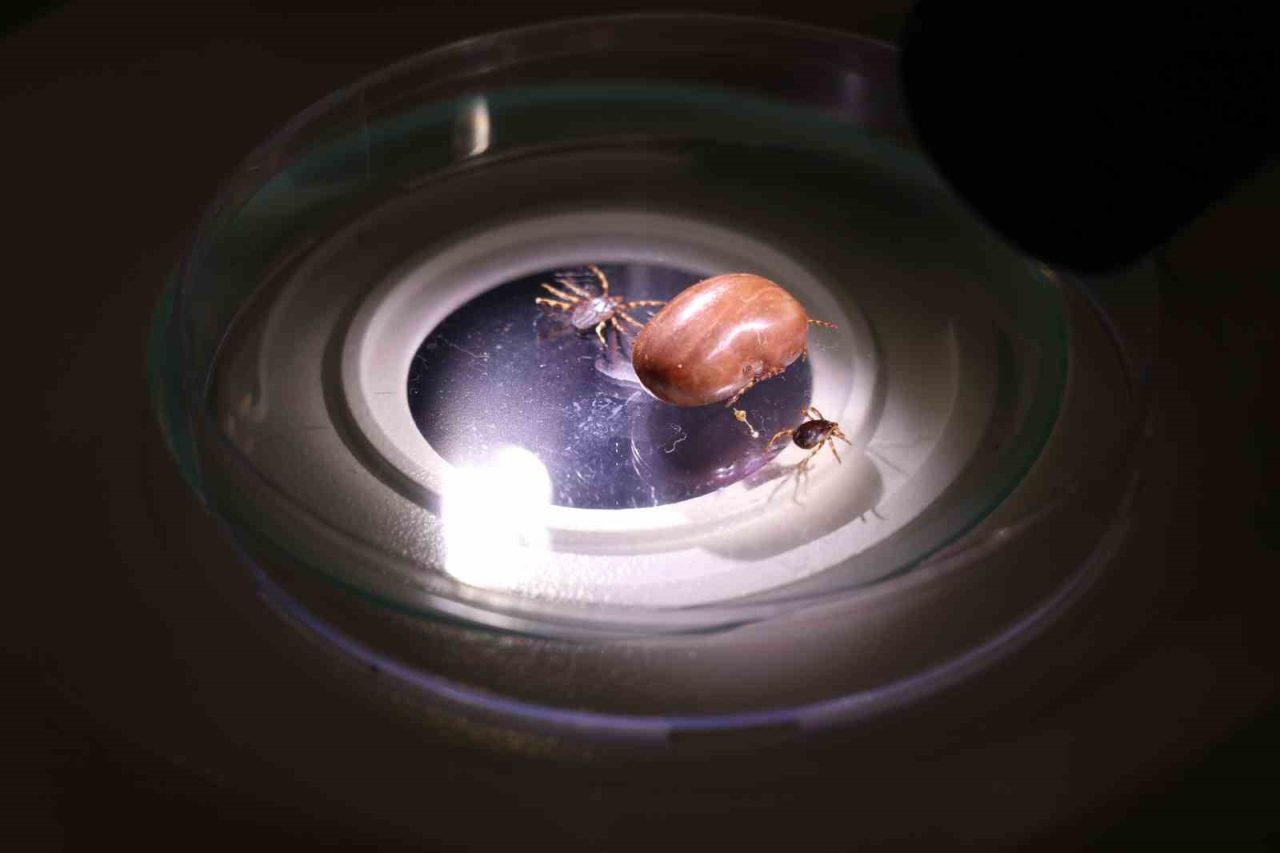 Uzmanı uyardı: “Hayvanların üzerindeki keneler elle koparılmamalı”