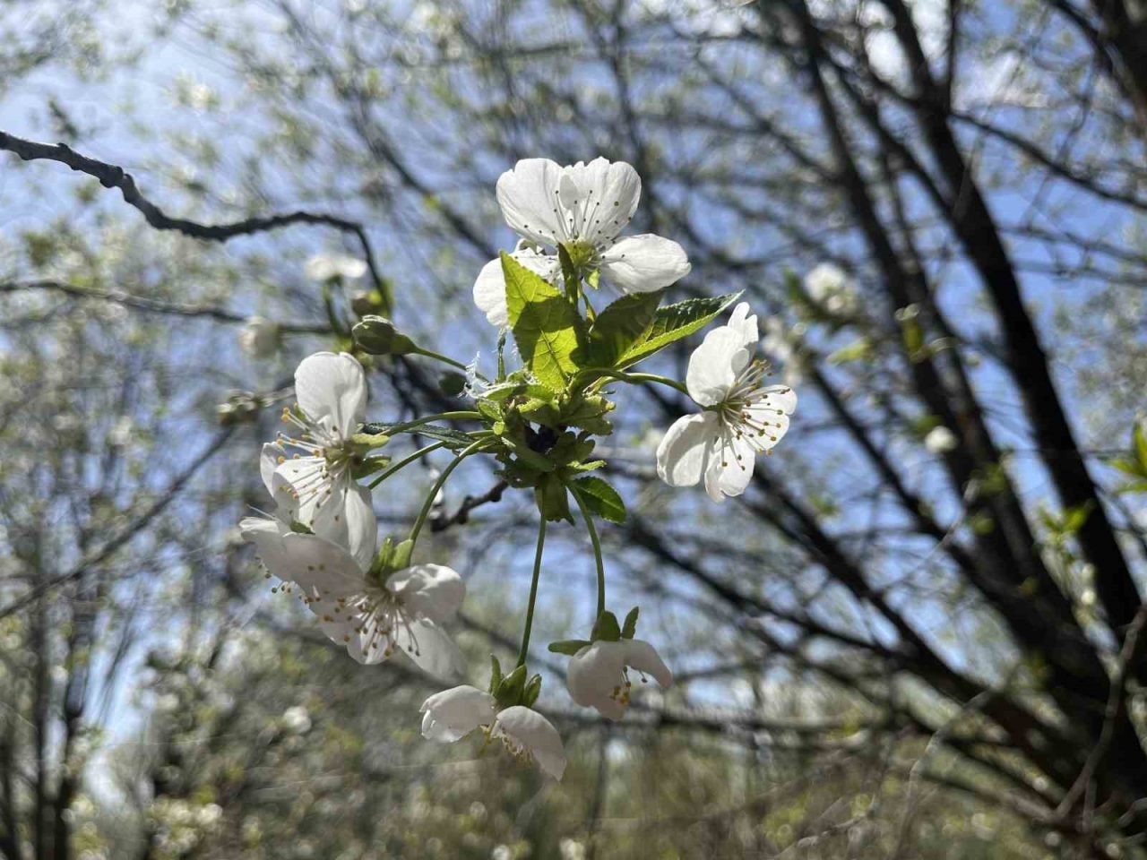 Uzmanı uyardı: “Sabah saatlerinde camları açmayın”
