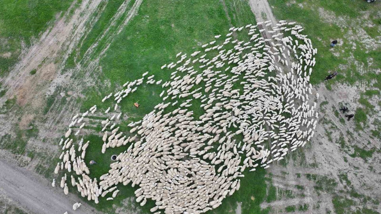 Yüzlerce kuzu annesiyle buluştu, o anlar dron ile görüntülendi