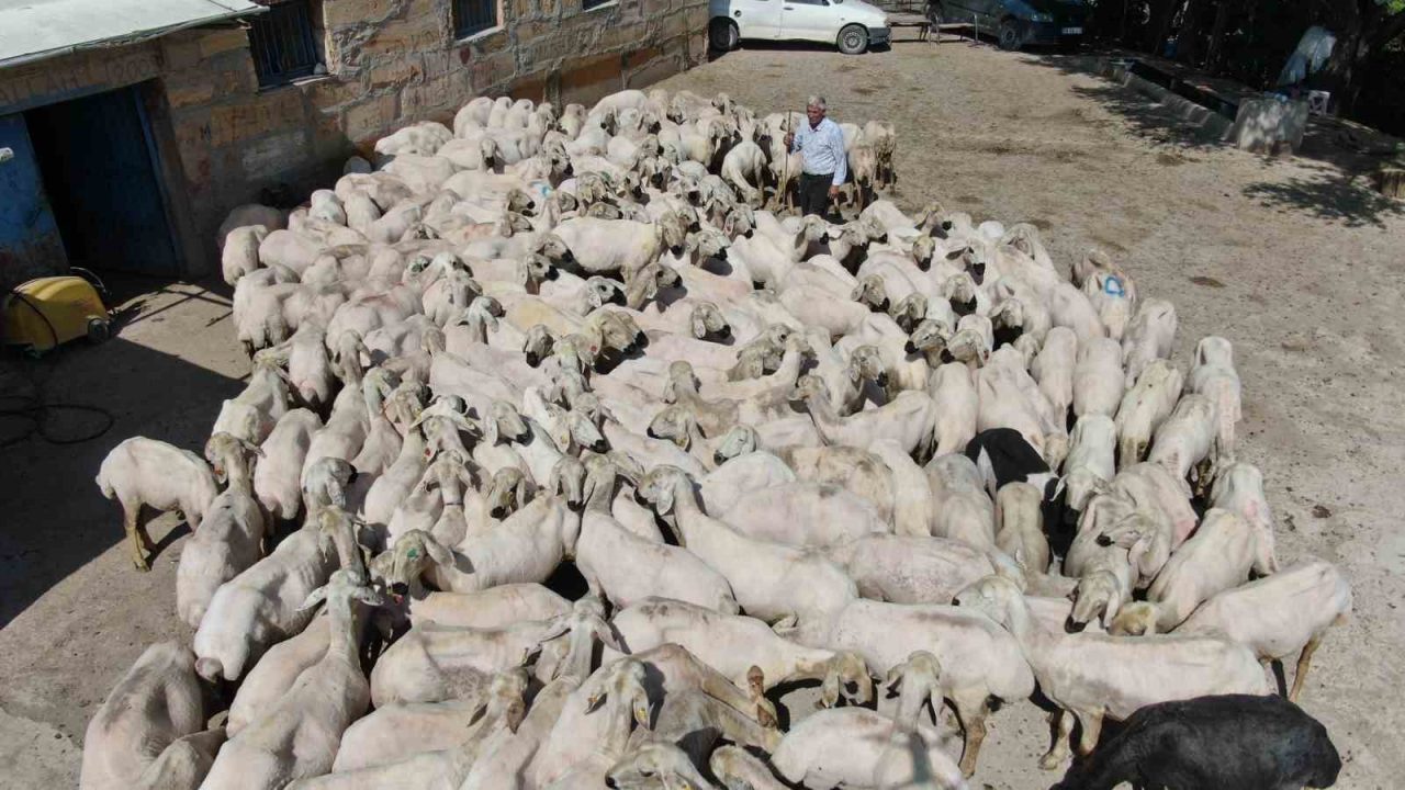 1 yılda büyüyen yünler, 1 buçuk dakika kırkılıyor