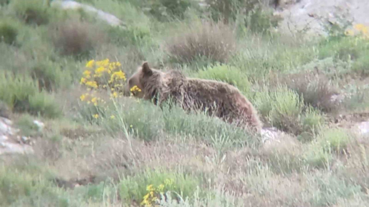 ’Canım’ diye seslendiği ayıyı kayıt altına aldı, o anlar tebessüm ettirdi