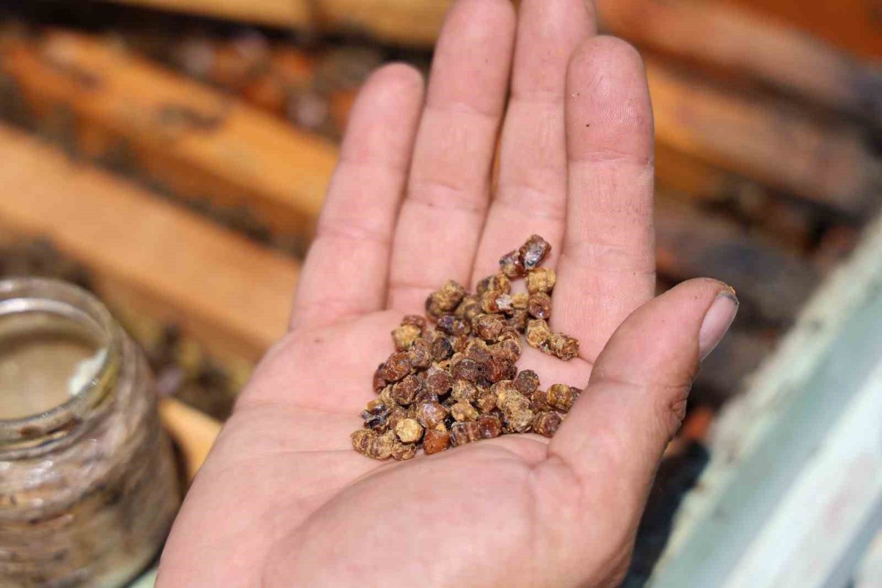 Geçmişte çöpe gidiyordu, şimdi kilosu 3 bin TL’den satılıyor