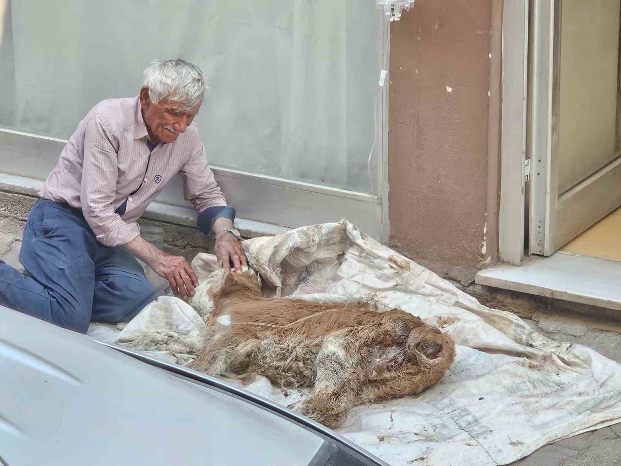 Hasta buzağısına bebek gibi sarıldı, başucunda gözyaşı dökerek bekledi