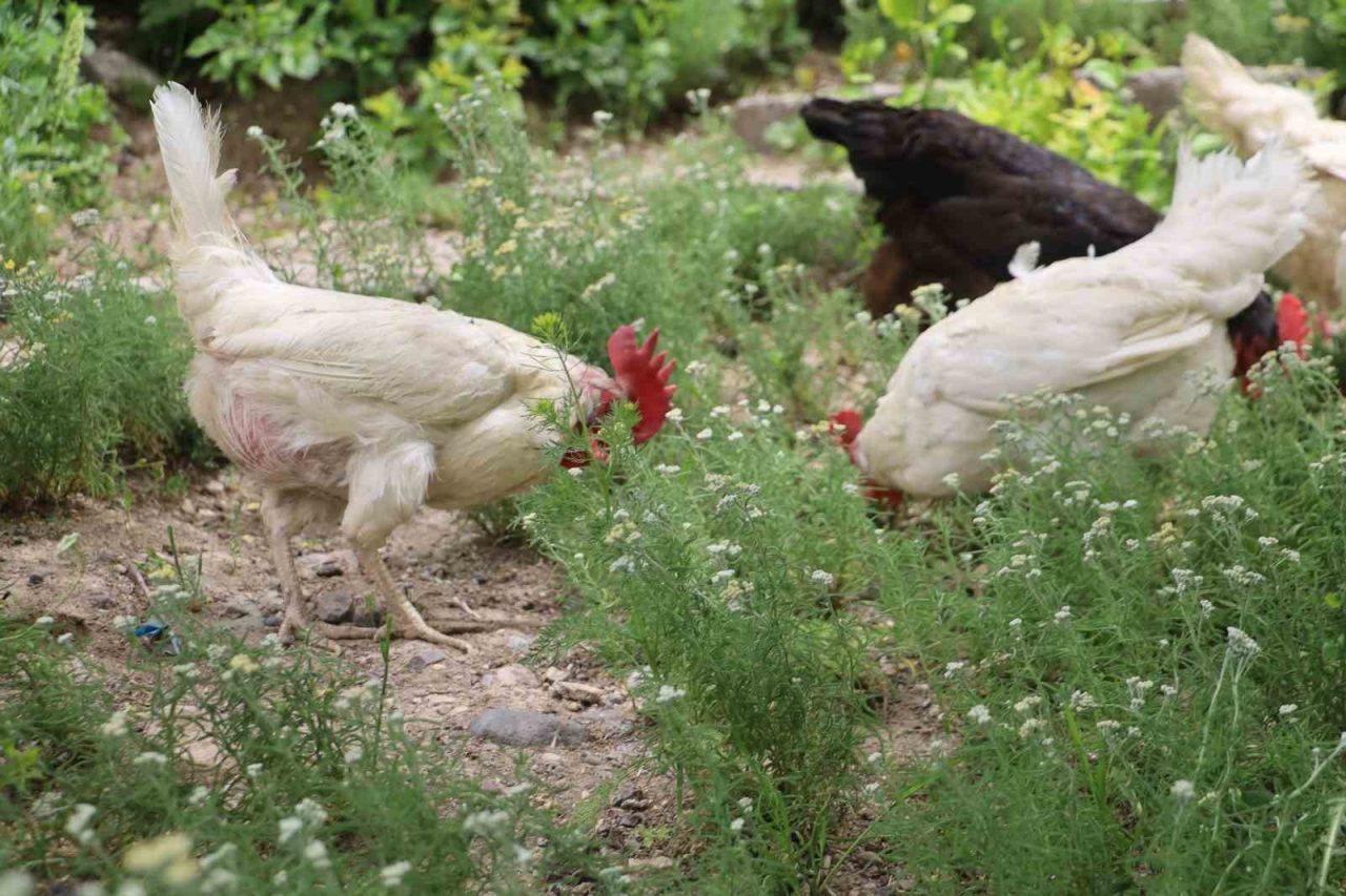 Kene kabusuna tavuklu çözüm