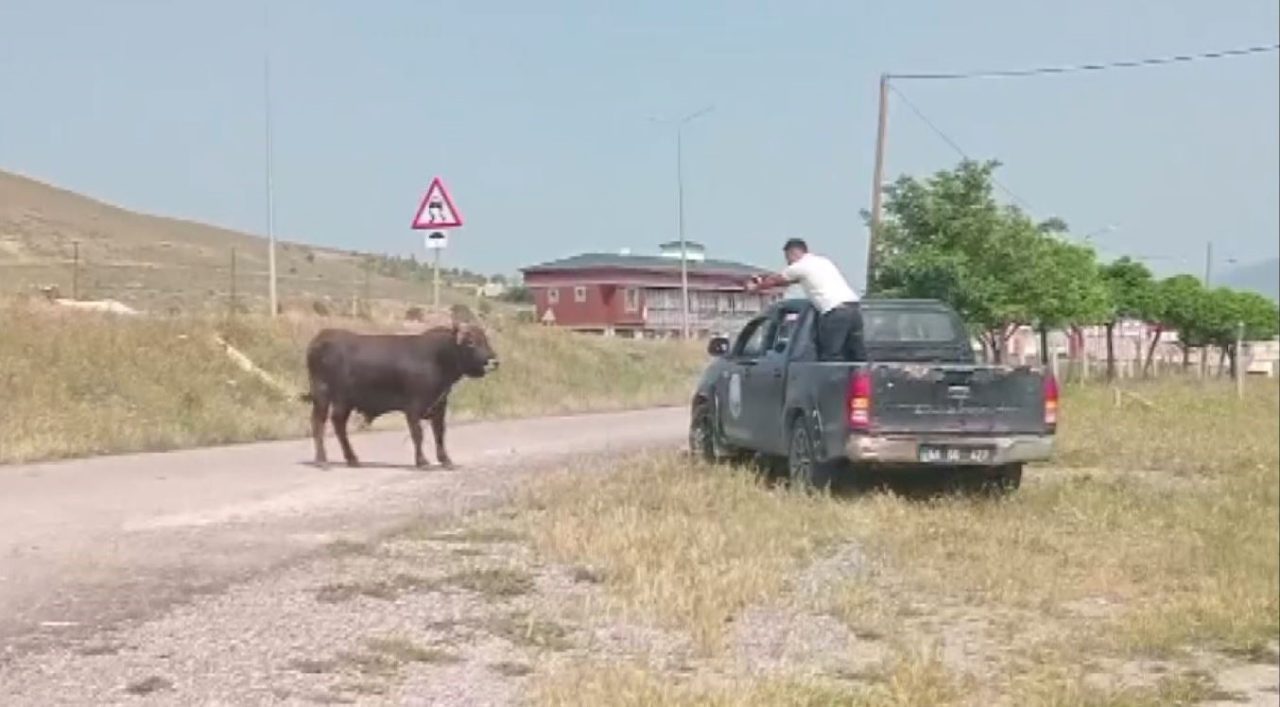 Kesimden kaçan tosun, uyuşturucu iğneyle sakinleştirildi