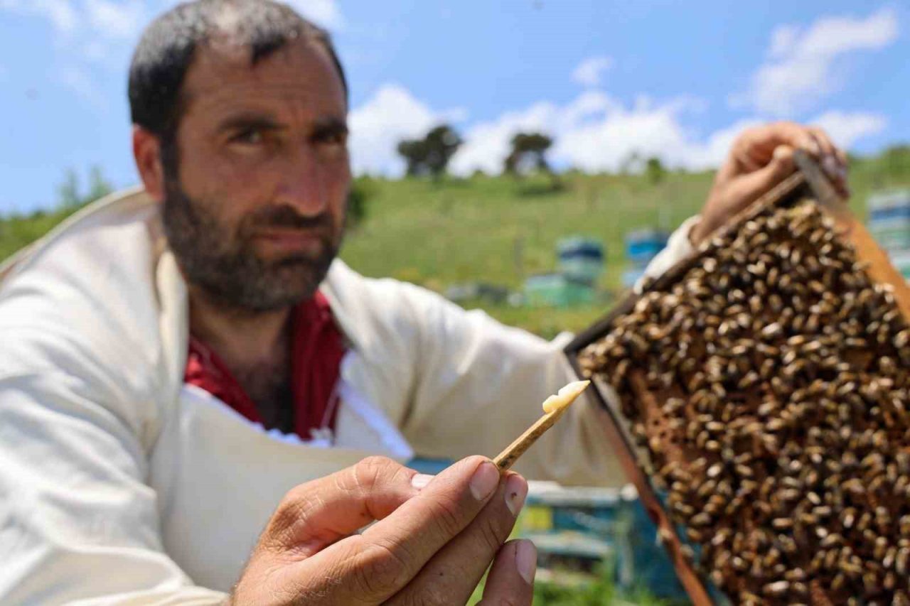 Kraliçe arının ömrünü uzatan şifa kaynağı, kilosu 45 bin liradan alıcı buluyor
