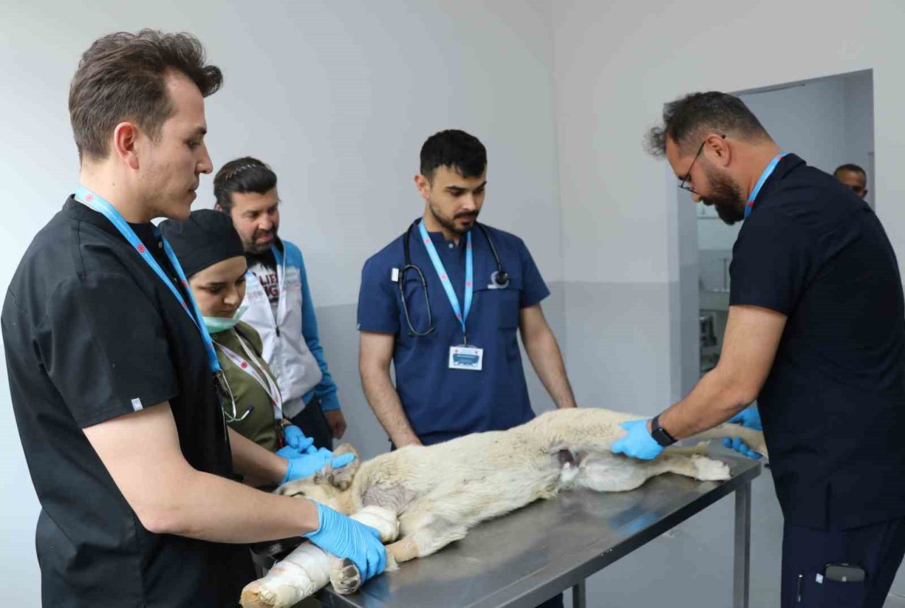 Üniversite desteğiyle en az 200 sokak köpeği kısırlaştırıldı