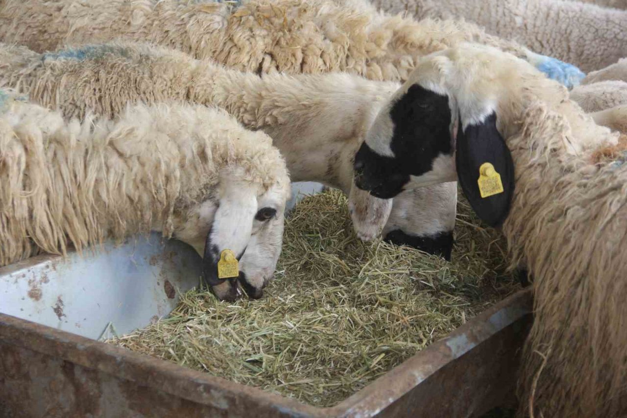 Zara’da kurbanlık pazarında durgunluk