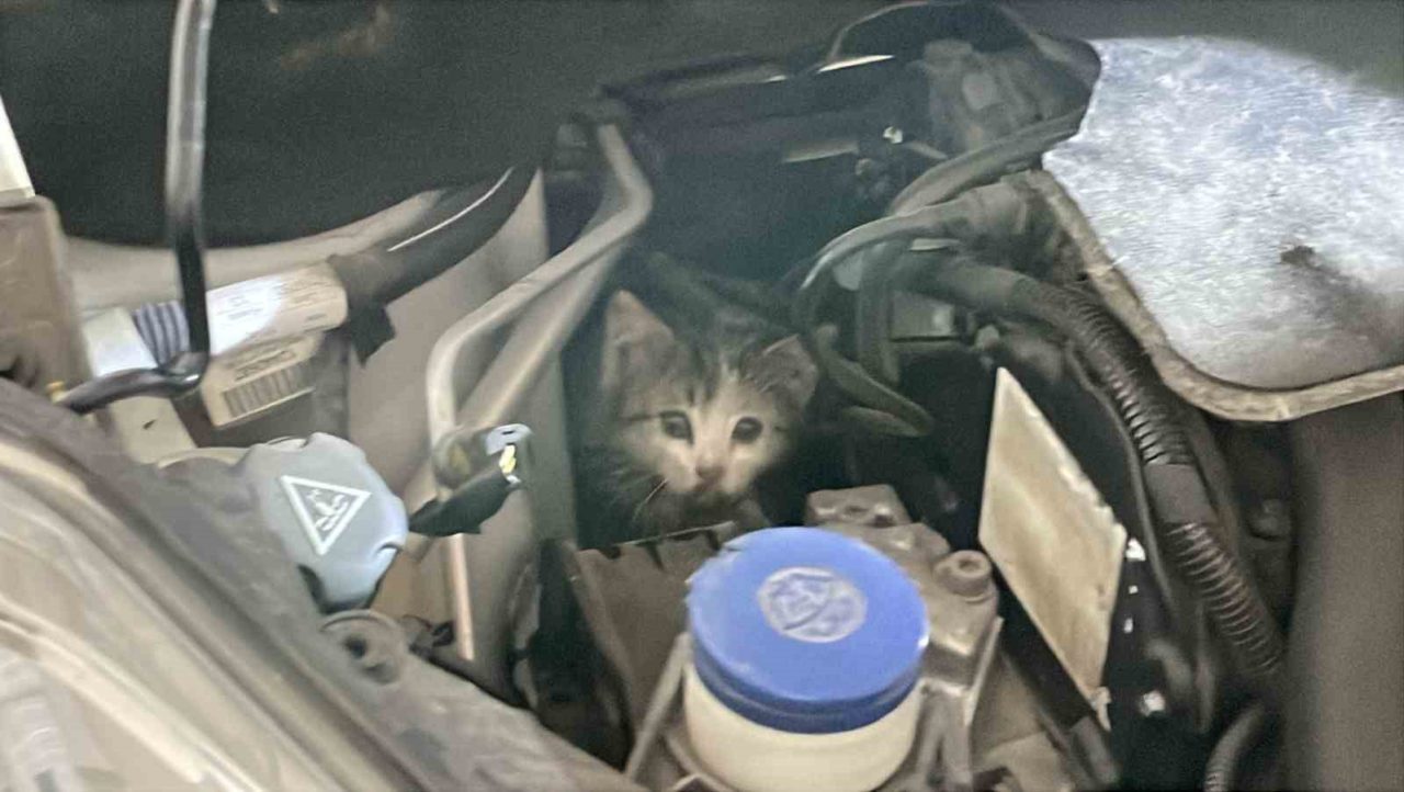 İtfaiye istasyonuna giderek yardım istedi, aracının motor kısmından kedi çıktı