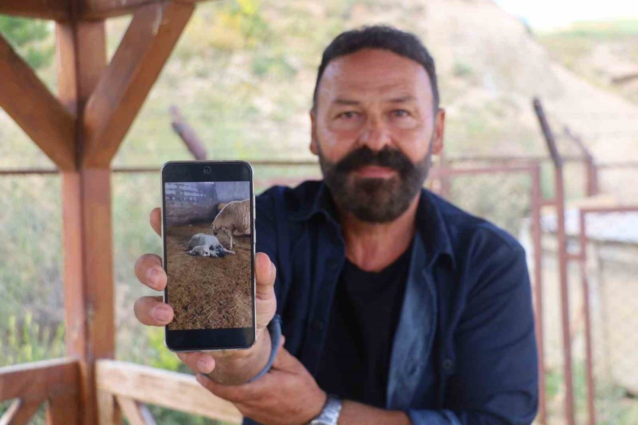 Kangal’ın koyun ve kuzu ile olan yakınlığı dikkat çekti