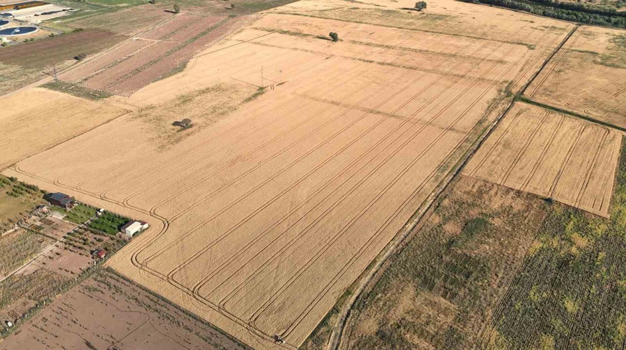 Melezlerden elde edilen 4 çeşit buğday, hasat için gün sayıyor