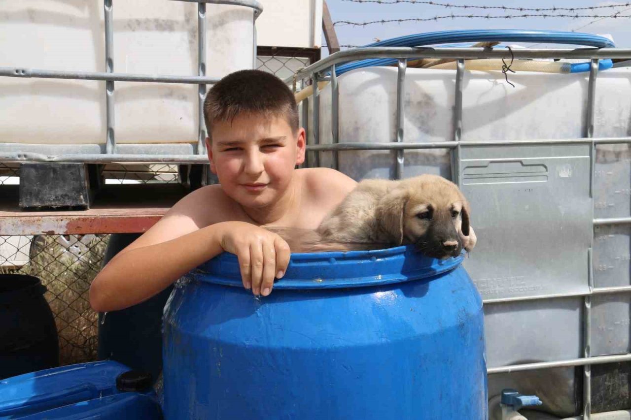Sıcaktan bunaldı yavru kangal ile aynı varilin içinde serinledi