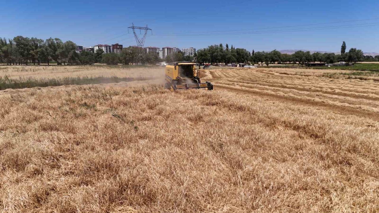 Türkiye’nin tahıl ambarında hasat başladı, çiftçinin yüzü güldü