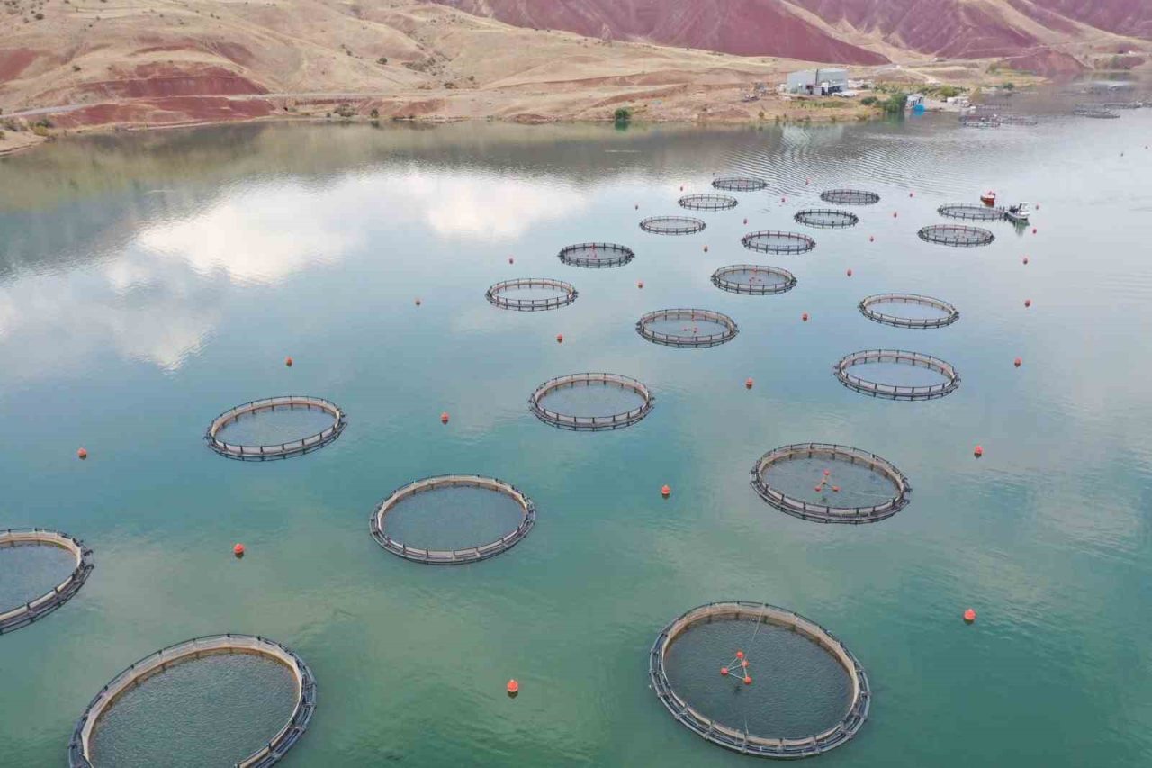 Dünya’nın somonu, denize kıyı olmayan Sivas’ta üretiliyor