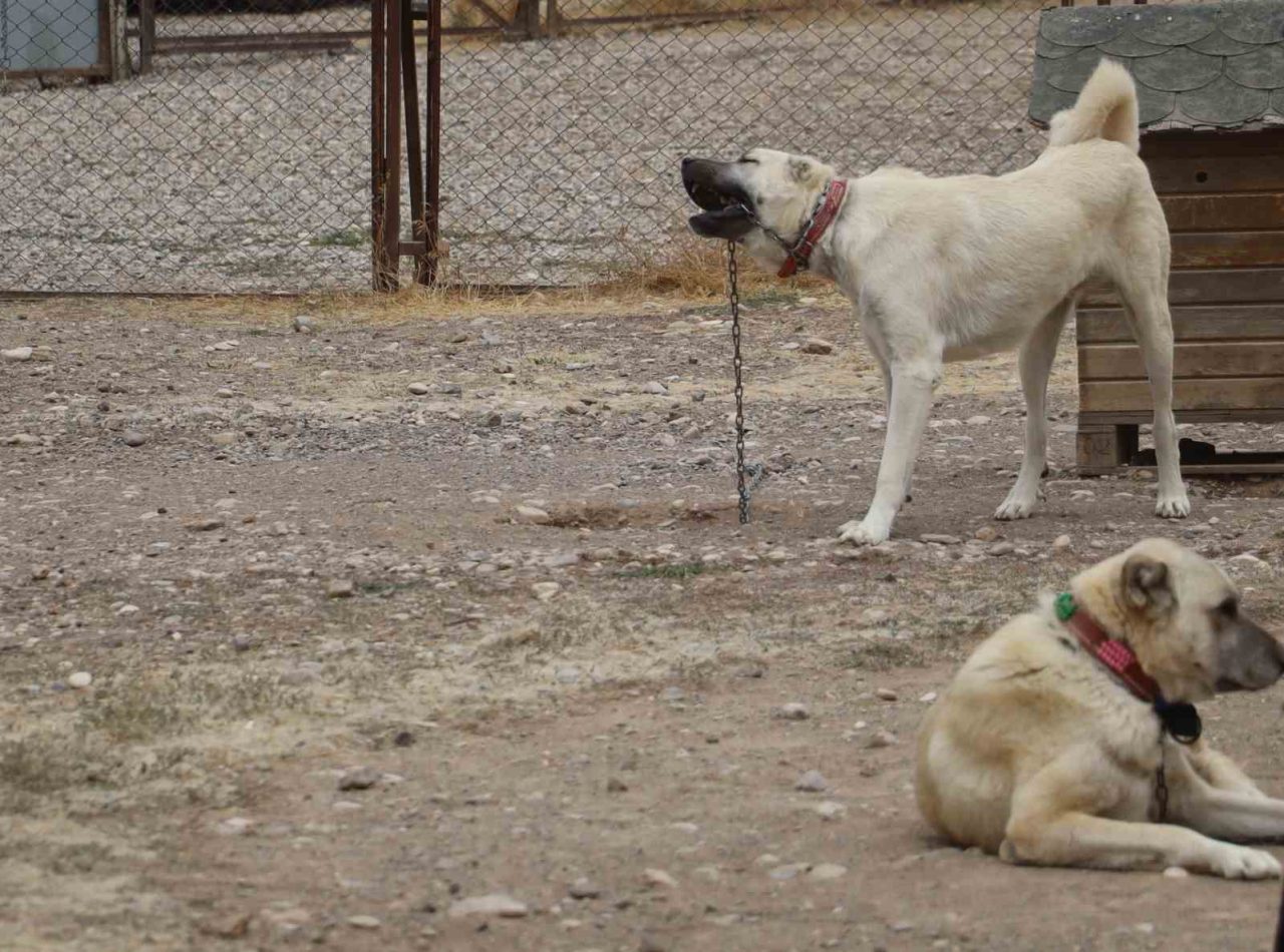 Kangallar, kış aylarında ezeli düşmanları aynı zamanda kuzenleri olan kurtların özelliklerini gösteriyor