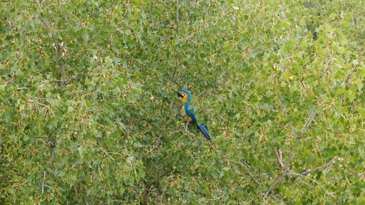 Sivaslıların Rusça konuşan papağanla imtihanı