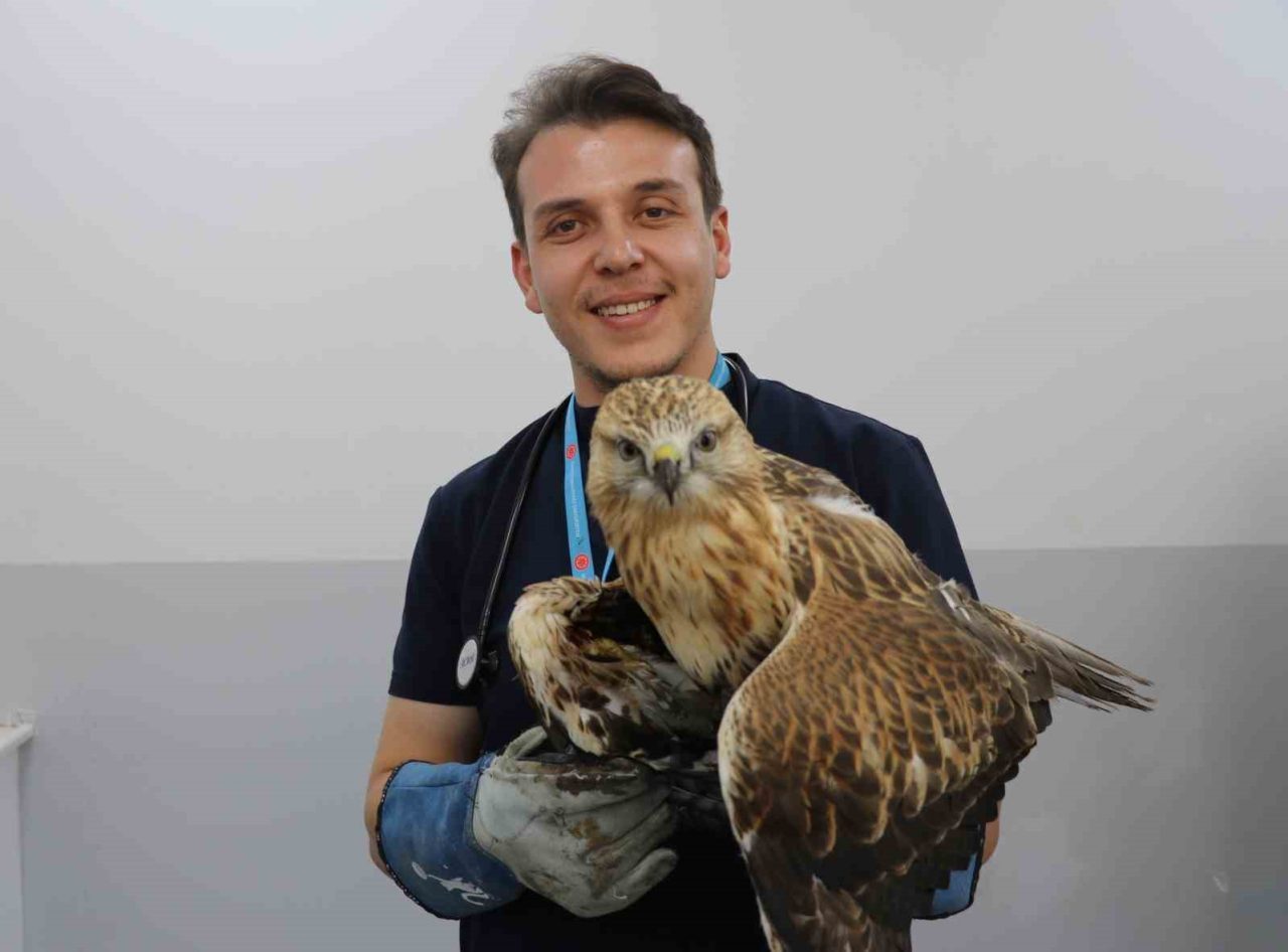 Sivas’ta kanadından vurulan kızıl şahin, tedavi altına alındı