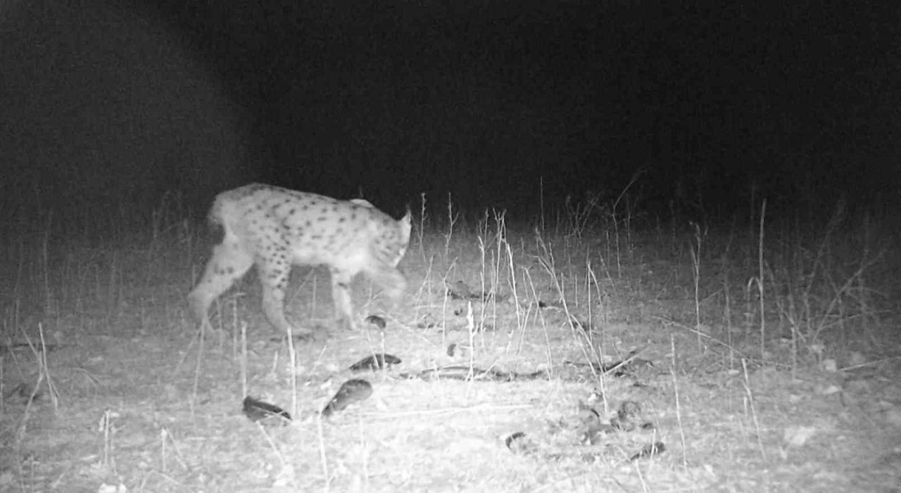 Sivas’taki vahşi yaşam görüntülendi