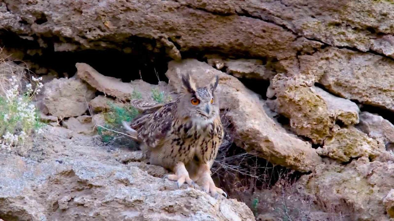 Türkiye’nin en cüsseli ve kamufle ustası baykuş türü Sivas’ta görüntülendi