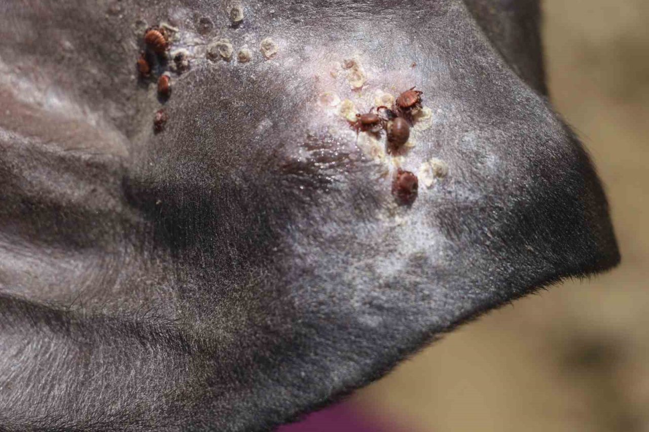 Uzmanı uyardı: “Sonbahar mevsimi kenelerle mücadele için oldukça önemli”