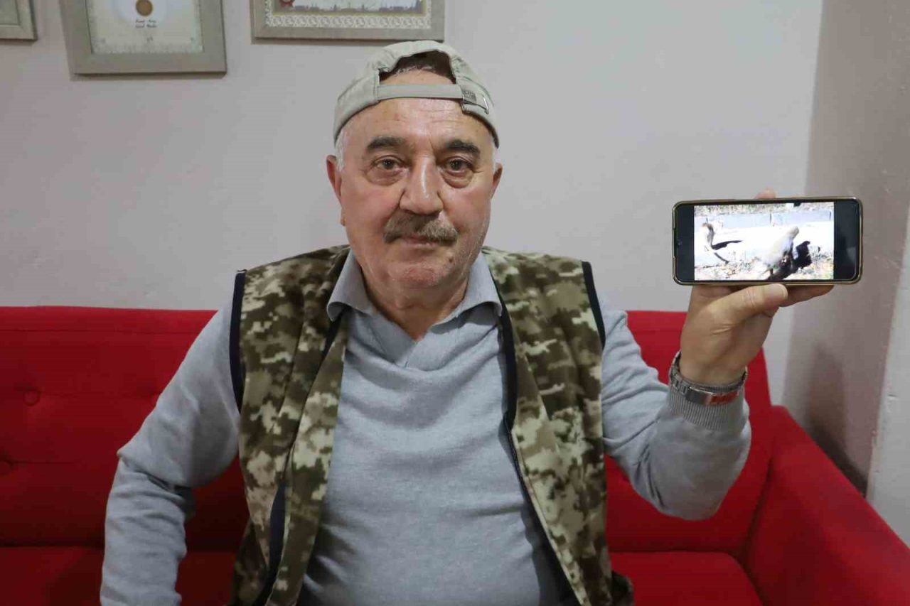 Kanka olan kedi ve tilki dikkat çekti