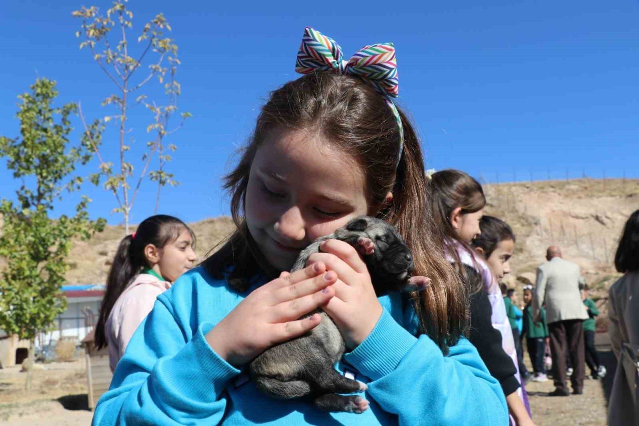 Sivas’ta öğrenciler, Anadolu’nun aslanı kangallarla buluştu