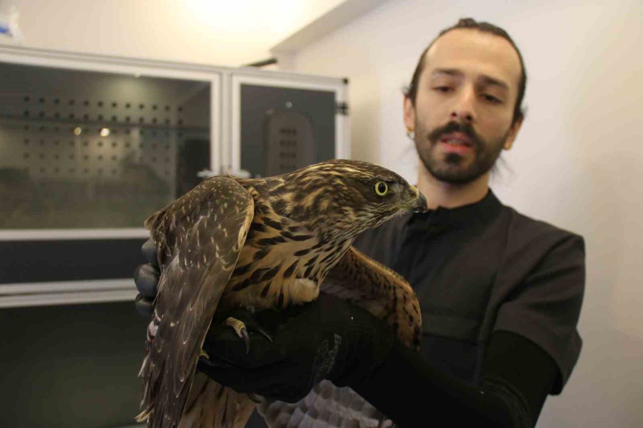 Uzmanı uyardı: “Bulduğunuz yaralı yabani hayvanlara dokunmayın”